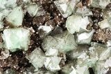 Cuprian Adamite Crystals on Matrix - Ojuela Mine, Mexico #211975-1